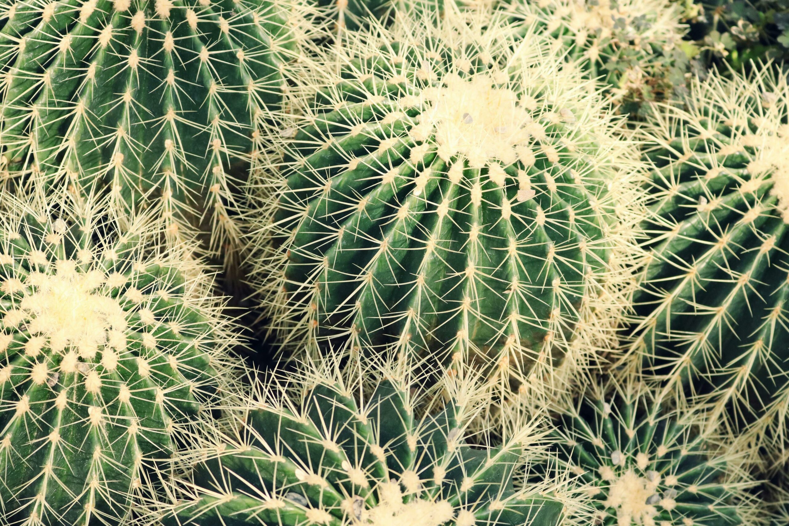 Image of Cactus